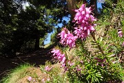 26 Erica in fiore
